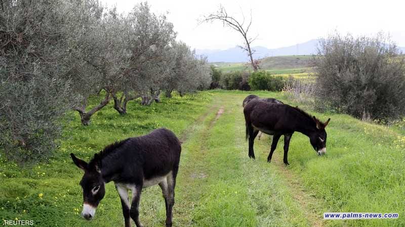 روسيا  تواجهُ المسيرات الأوكرانية بالحمير